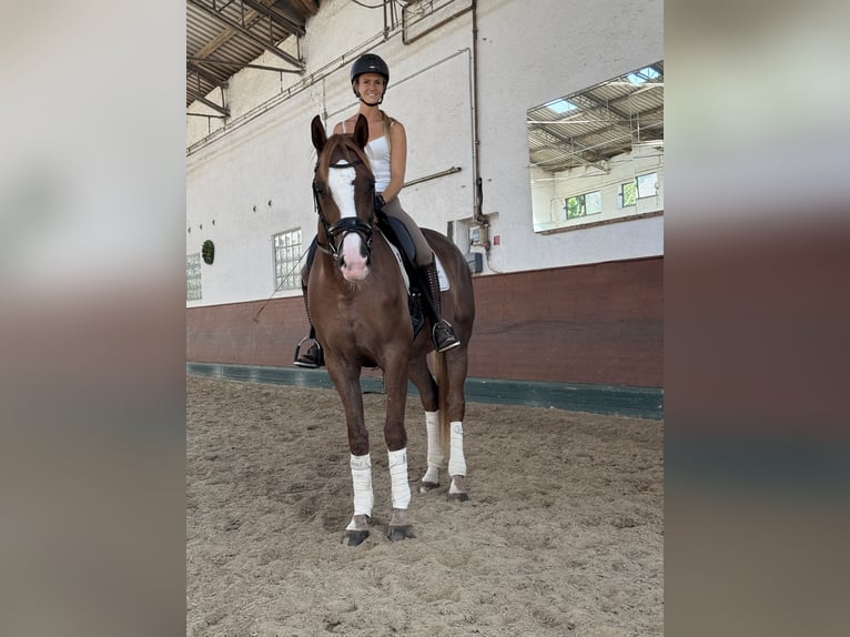 Hannoveraner Wallach 3 Jahre 167 cm Dunkelfuchs in Berg