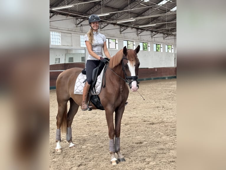 Hannoveraner Wallach 3 Jahre 167 cm Dunkelfuchs in Berg