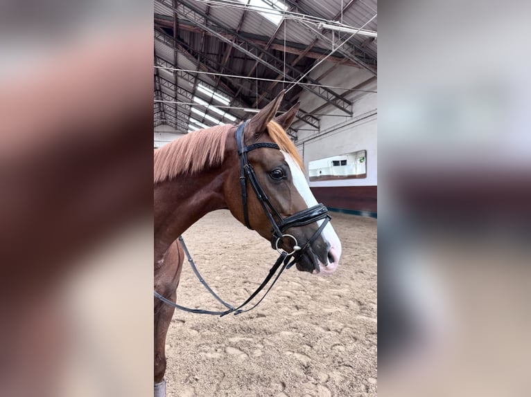 Hannoveraner Wallach 3 Jahre 167 cm Dunkelfuchs in Berg