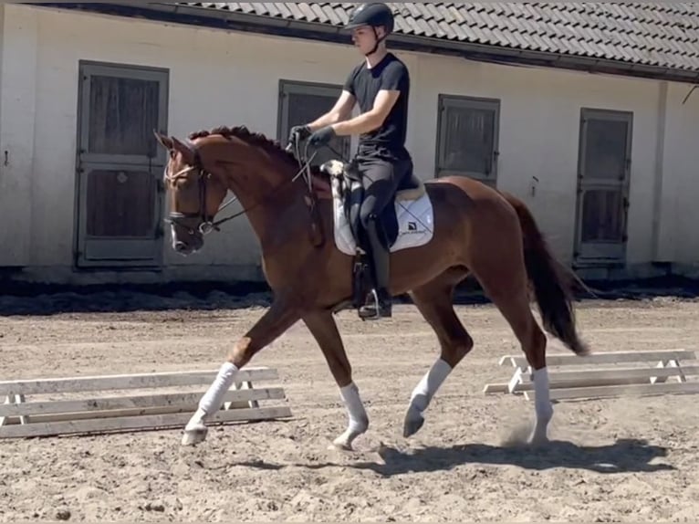 Hannoveraner Wallach 3 Jahre 167 cm Dunkelfuchs in Verden (Aller)