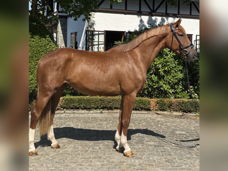 Hannoveraner Wallach 3 Jahre 167 cm Dunkelfuchs in Kronberg im Taunus