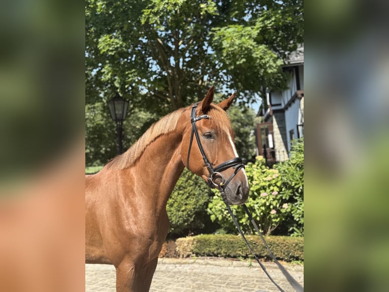 Hannoveraner Wallach 3 Jahre 167 cm Dunkelfuchs in Kronberg im Taunus