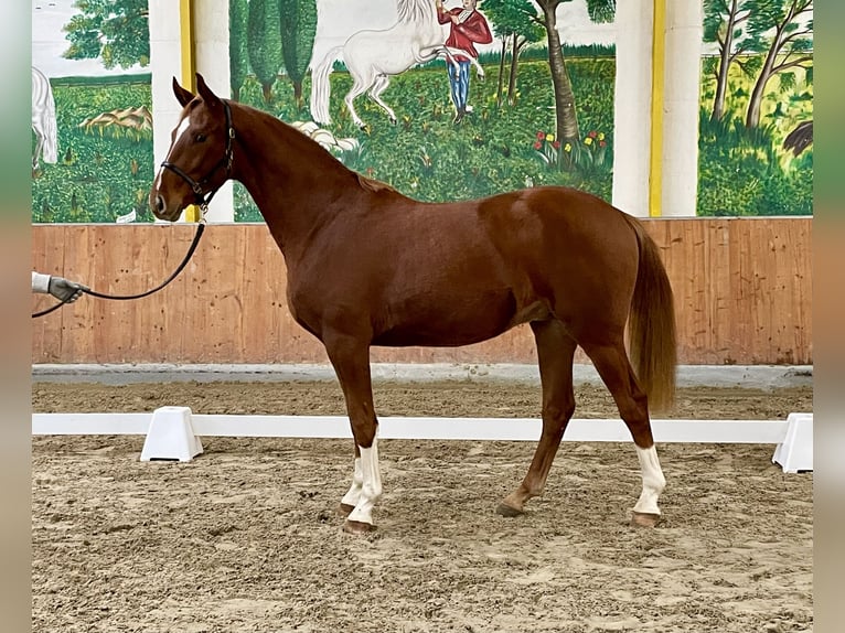 Hannoveraner Wallach 3 Jahre 167 cm Fuchs in Rees