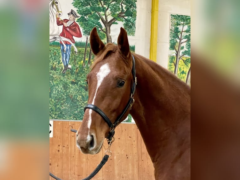 Hannoveraner Wallach 3 Jahre 167 cm Fuchs in Rees
