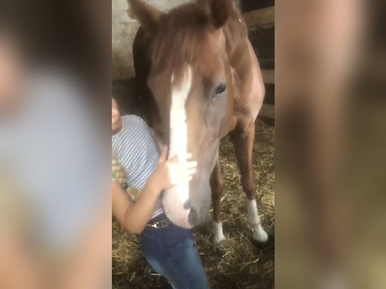 Hannoveraner Wallach 3 Jahre 167 cm Fuchs in Verden (Aller)
