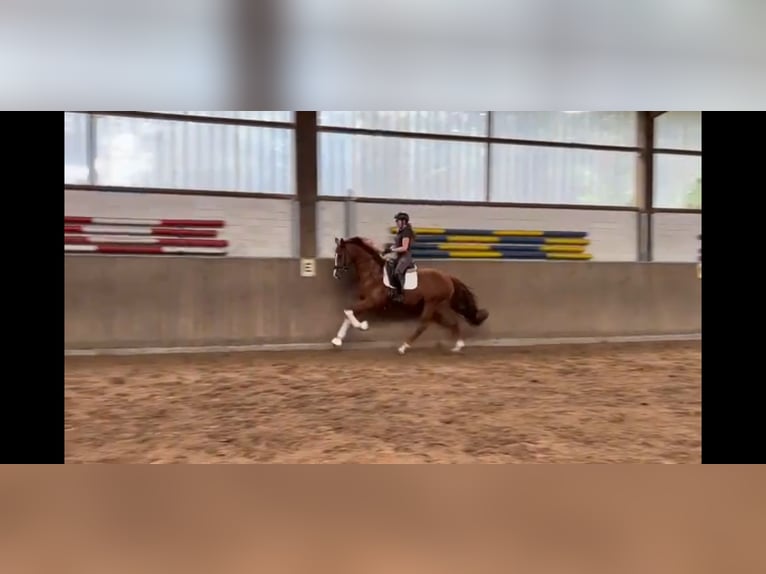 Hannoveraner Wallach 3 Jahre 167 cm Fuchs in Verden (Aller)