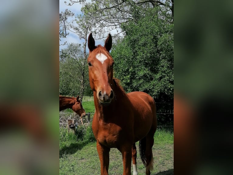 Hannoveraner Wallach 3 Jahre 167 cm Fuchs in Hemmoor