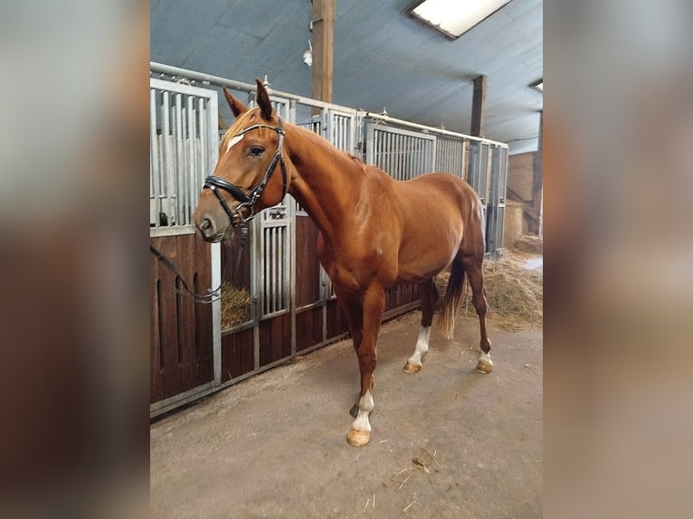Hannoveraner Wallach 3 Jahre 167 cm Fuchs in Hemmoor