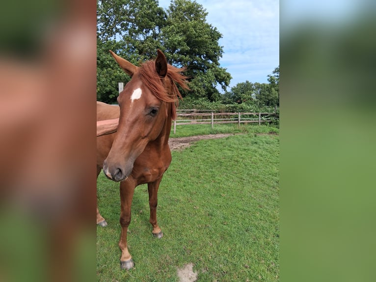 Hannoveraner Wallach 3 Jahre 167 cm Fuchs in Marne