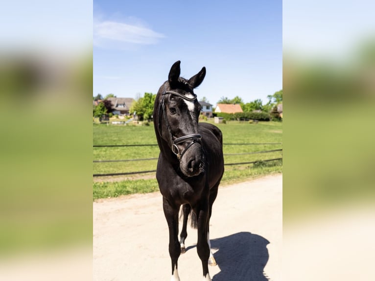 Hannoveraner Wallach 3 Jahre 167 cm Rappe in Gnarrenburg