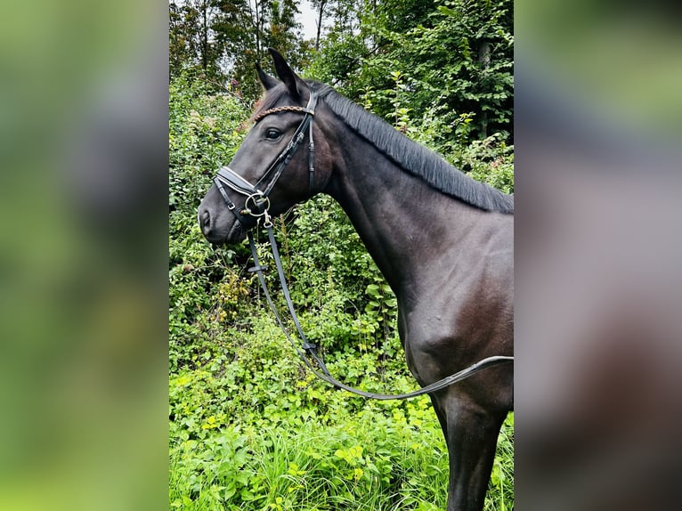 Hannoveraner Wallach 3 Jahre 167 cm Rappe in K&#xF6;nigsbrunn