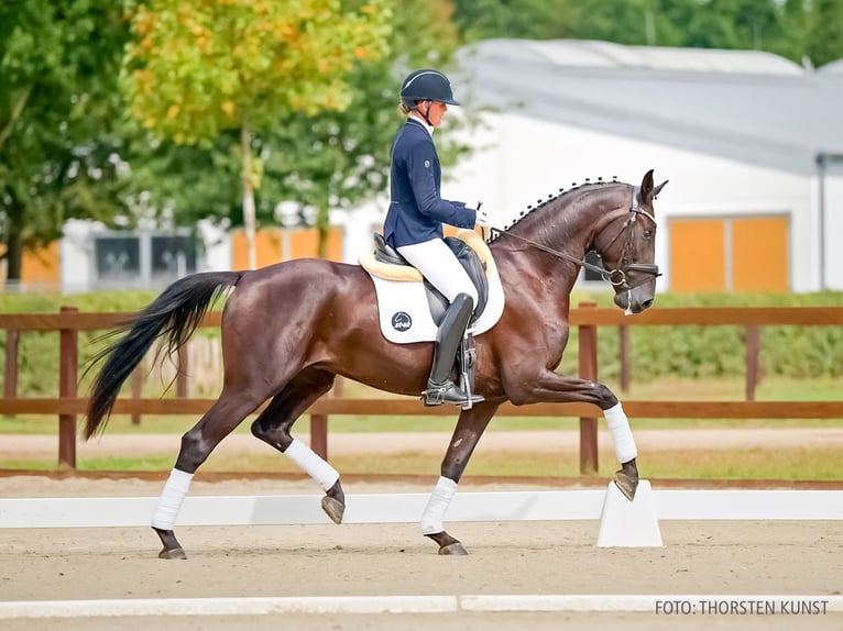 Hannoveraner Wallach 3 Jahre 167 cm Rappe in Verden