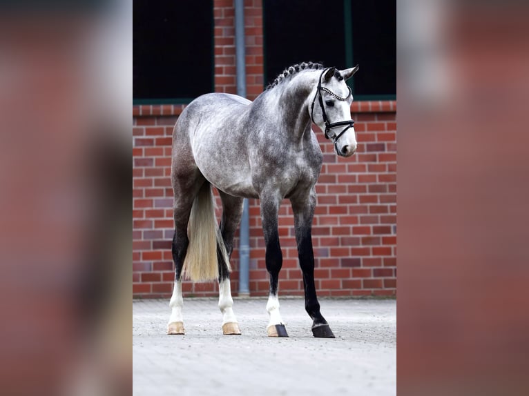 Hannoveraner Wallach 3 Jahre 167 cm Schimmel in Gersten