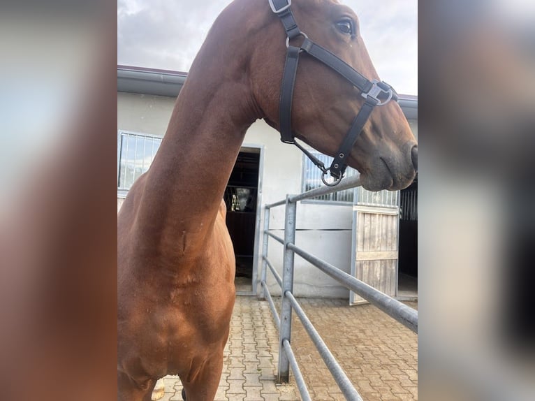 Hannoveraner Wallach 3 Jahre 168 cm Brauner in Burgstädt