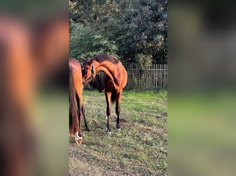 Hannoveraner Wallach 3 Jahre 168 cm Brauner in Burgstädt
