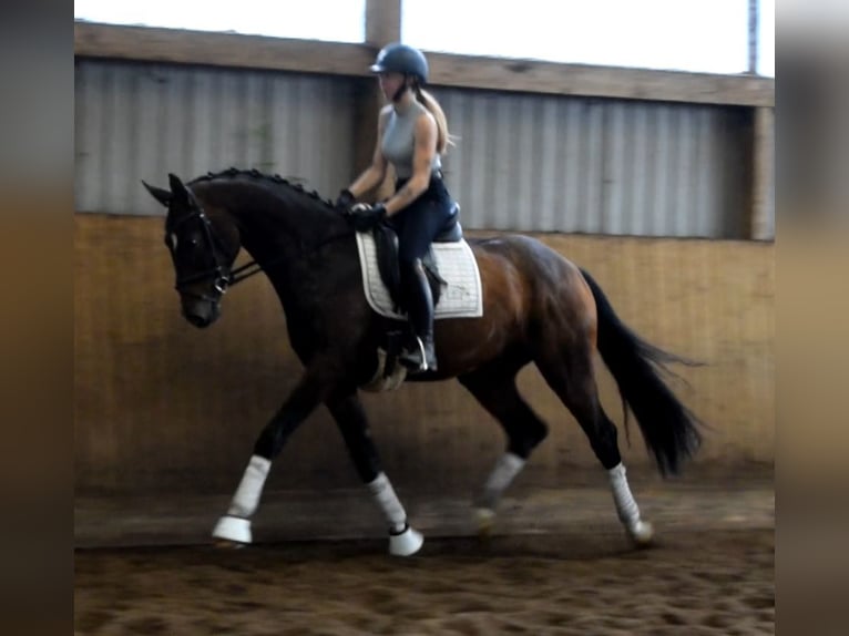 Hannoveraner Wallach 3 Jahre 168 cm Brauner in Fredenbeck