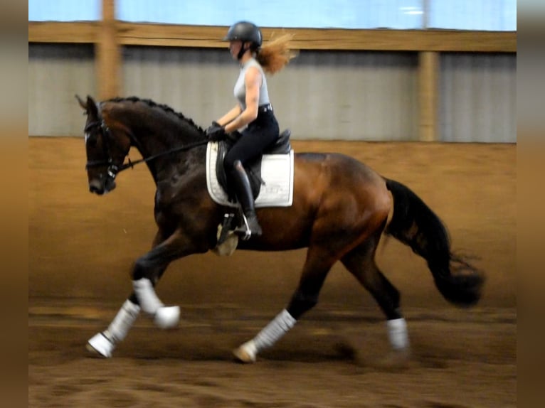 Hannoveraner Wallach 3 Jahre 168 cm Brauner in Fredenbeck