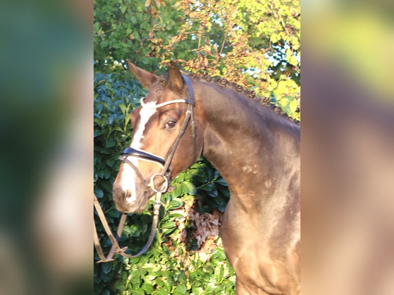 Hannoveraner Wallach 3 Jahre 168 cm Brauner in Selsingen