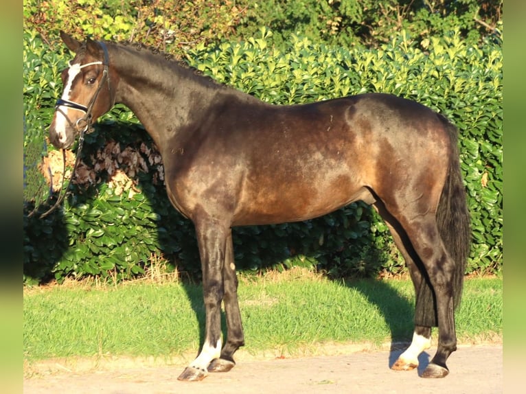 Hannoveraner Wallach 3 Jahre 168 cm Brauner in Selsingen