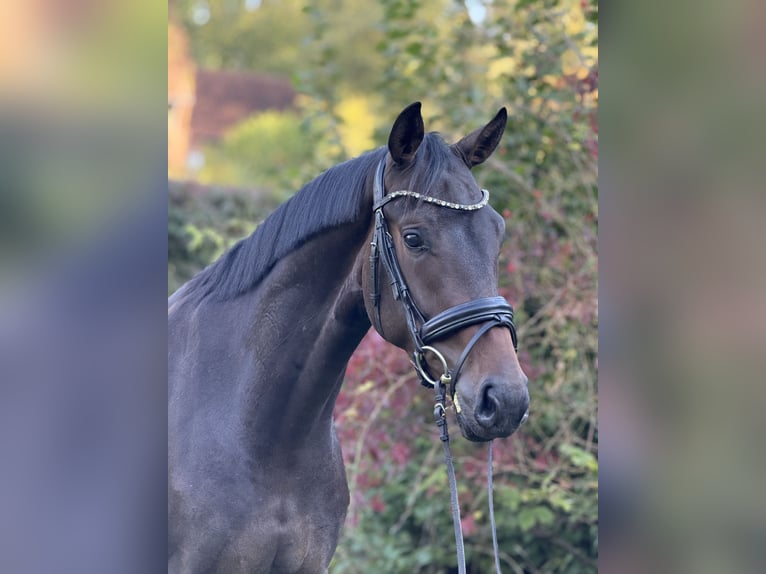 Hannoveraner Wallach 3 Jahre 168 cm Brauner in Lauenburg