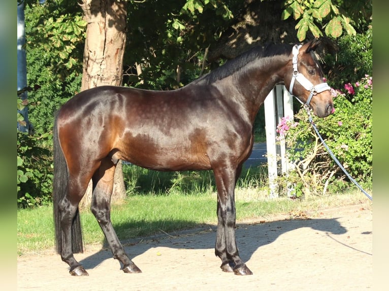 Hannoveraner Wallach 3 Jahre 168 cm Brauner in Selsingen