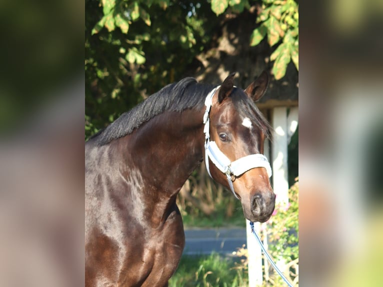 Hannoveraner Wallach 3 Jahre 168 cm Brauner in Selsingen