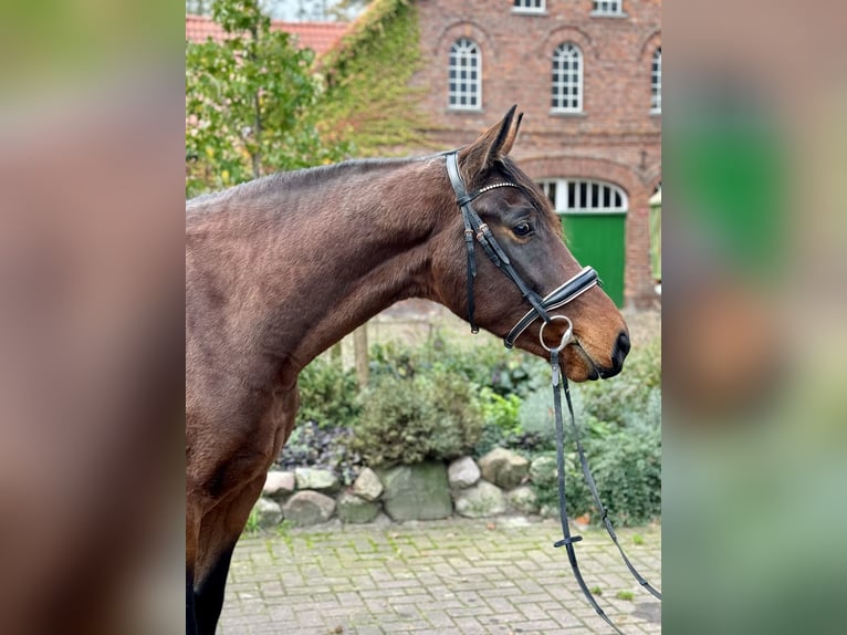 Hannoveraner Wallach 3 Jahre 168 cm Brauner in Schwanewede