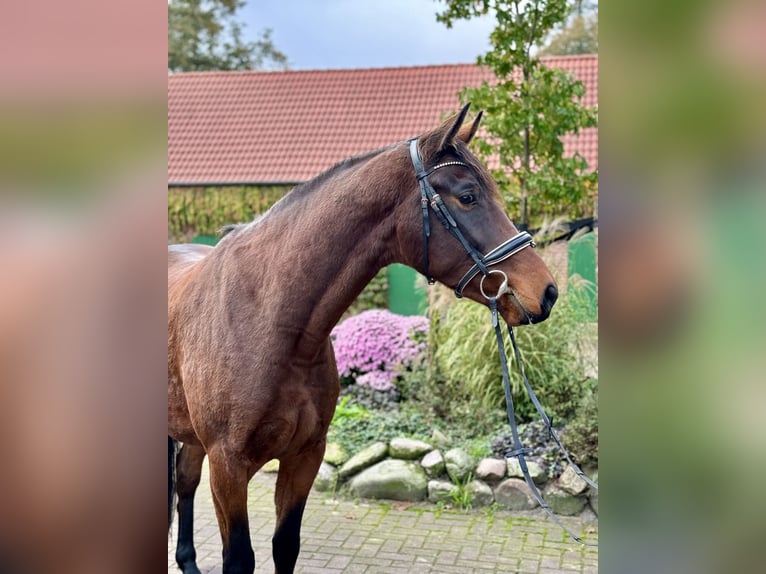 Hannoveraner Wallach 3 Jahre 168 cm Brauner in Schwanewede