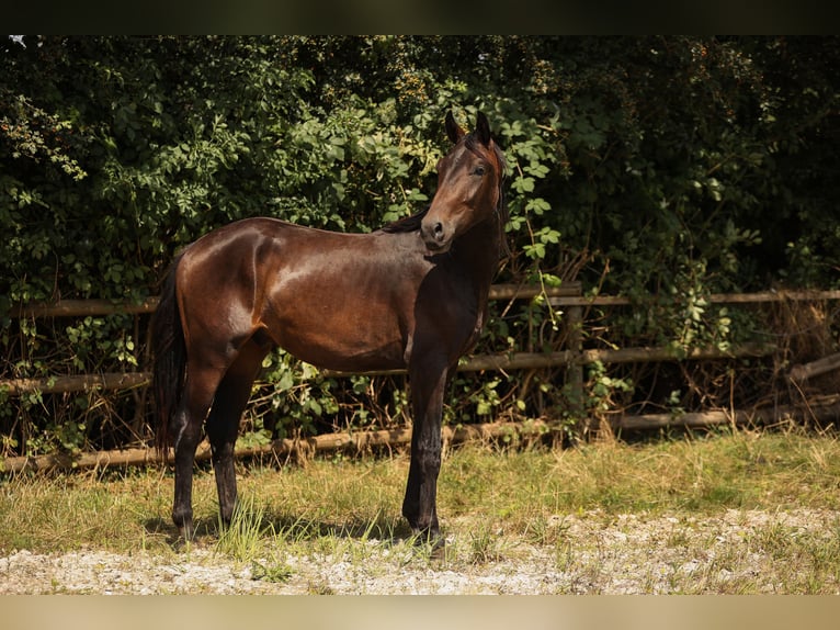 Hannoveraner Wallach 3 Jahre 168 cm Brauner in Moers
