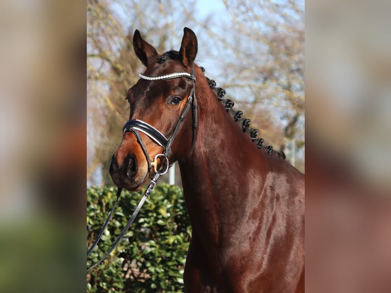 Hannoveraner Wallach 3 Jahre 168 cm Brauner in Selsingen