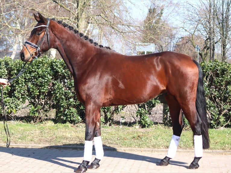 Hannoveraner Wallach 3 Jahre 168 cm Brauner in Selsingen