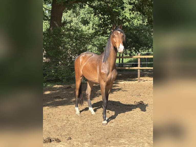 Hannoveraner Wallach 3 Jahre 168 cm Brauner in Neuenkirchen