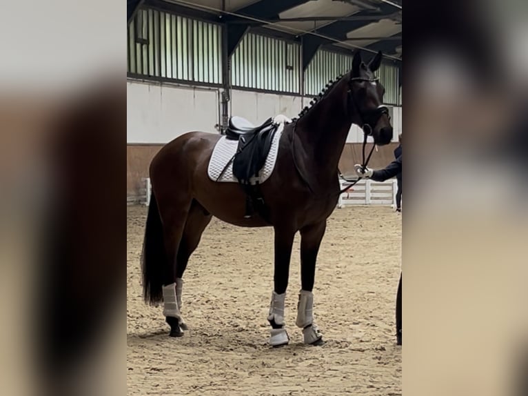 Hannoveraner Wallach 3 Jahre 168 cm in Mechtersen