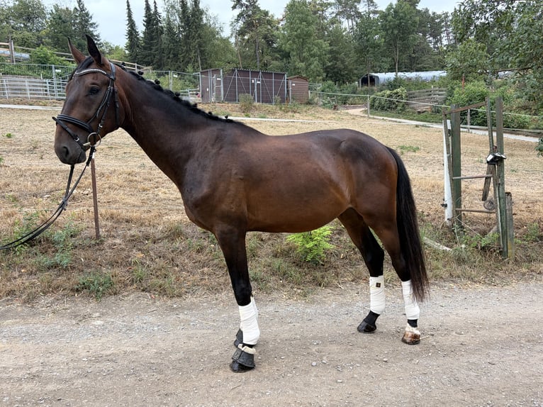 Hannoveraner Wallach 3 Jahre 168 cm Dunkelbrauner in Höpfingen