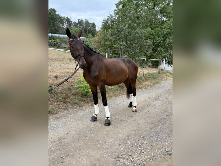 Hannoveraner Wallach 3 Jahre 168 cm Dunkelbrauner in Höpfingen