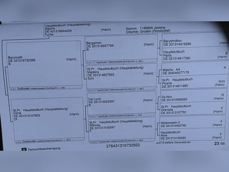 Hannoveraner Wallach 3 Jahre 168 cm Dunkelbrauner in Kevelaer