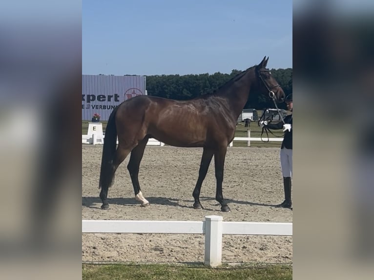 Hannoveraner Wallach 3 Jahre 168 cm Dunkelbrauner in Mechtersen