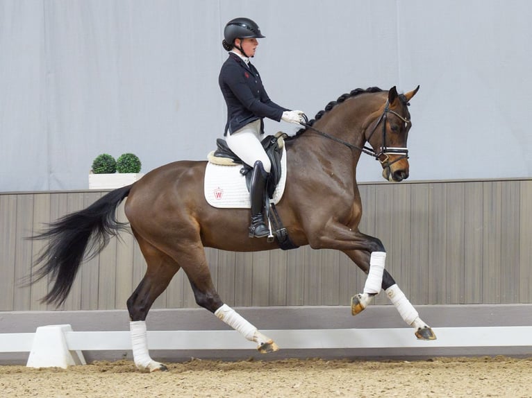 Hannoveraner Wallach 3 Jahre 168 cm Dunkelbrauner in M&#xFC;nster-Handorf