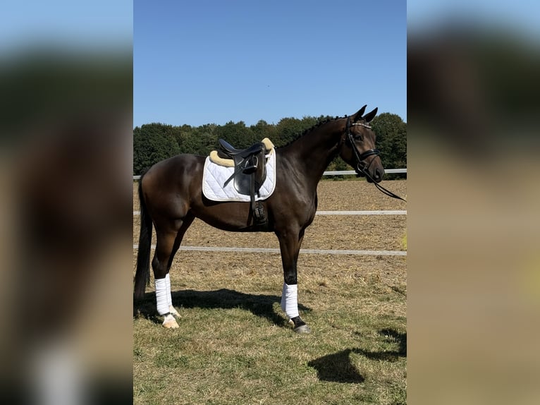 Hannoveraner Wallach 3 Jahre 168 cm Dunkelbrauner in Visselhövede
