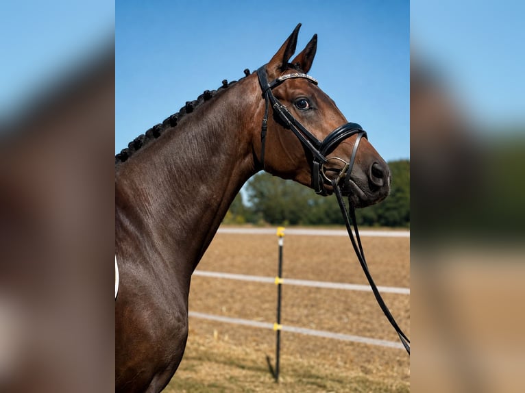 Hannoveraner Wallach 3 Jahre 168 cm Dunkelbrauner in Visselhövede
