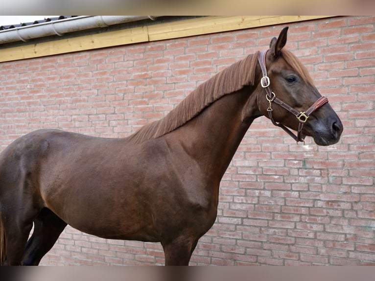 Hannoveraner Wallach 3 Jahre 168 cm Dunkelfuchs in Axel