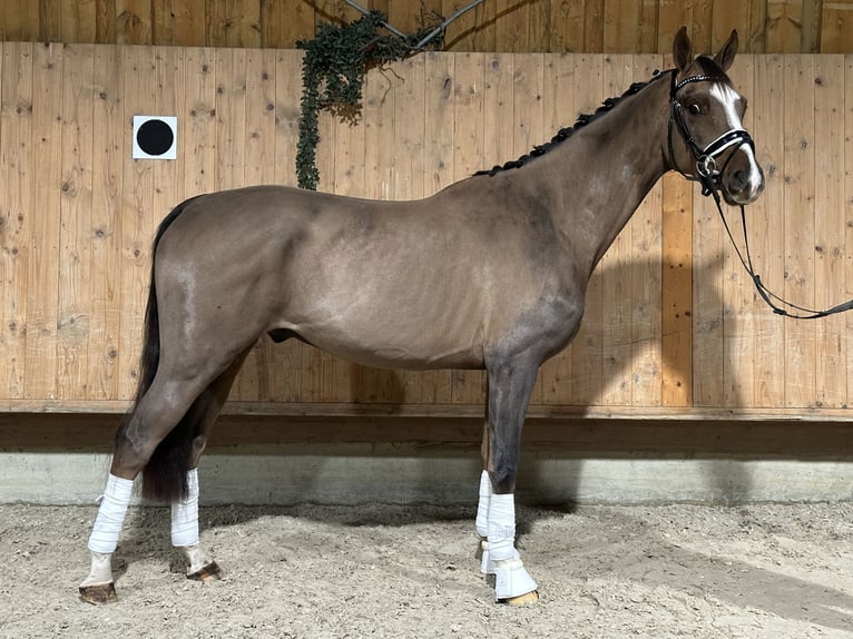 Hannoveraner Wallach 3 Jahre 168 cm Dunkelfuchs in Riedlingen