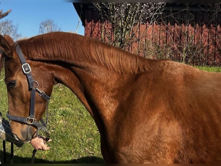 Hannoveraner Wallach 3 Jahre 168 cm Dunkelfuchs in Schee&#xDF;el