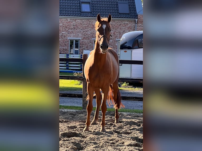 Hannoveraner Wallach 3 Jahre 168 cm Fuchs in Barenburg