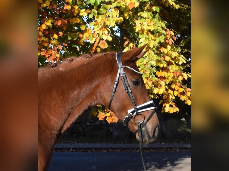 Hannoveraner Wallach 3 Jahre 168 cm Fuchs in Fredenbeck