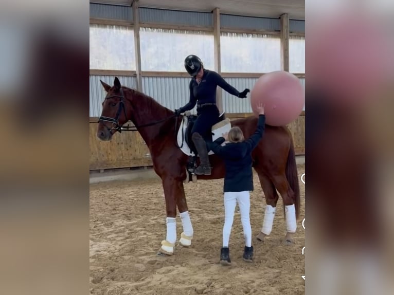 Hannoveraner Wallach 3 Jahre 168 cm Fuchs in Rosdorf