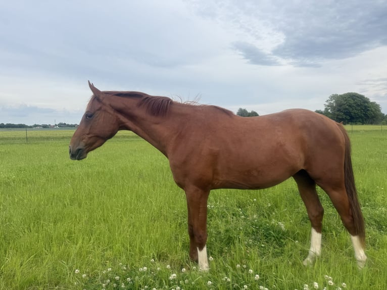 Hannoveraner Wallach 3 Jahre 168 cm Fuchs in Horst (Holstein)