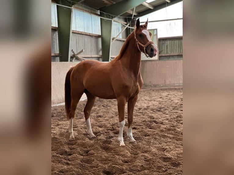 Hannoveraner Wallach 3 Jahre 168 cm Fuchs in Odisheim