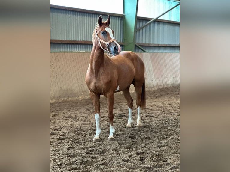 Hannoveraner Wallach 3 Jahre 168 cm Fuchs in Odisheim