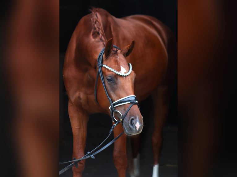 Hannoveraner Wallach 3 Jahre 168 cm Fuchs in Ree&#xDF;um